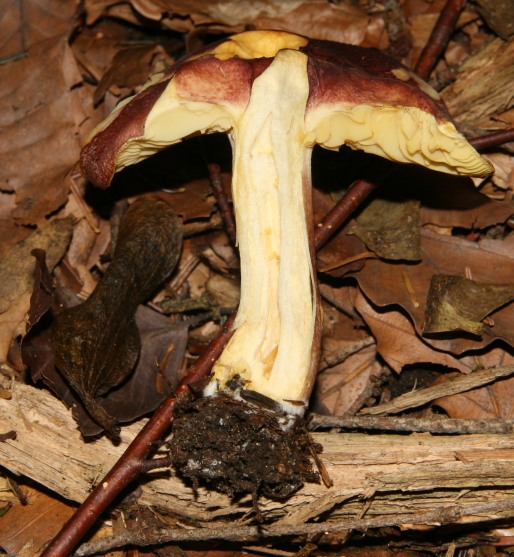 Tricholomataceae, Foresta nera